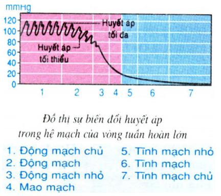 Huyết Áp Sinh 8: Tìm Hiểu Chi Tiết Về Huyết Áp, Đo Lường Và Những Ảnh Hưởng Đến Sức Khỏe