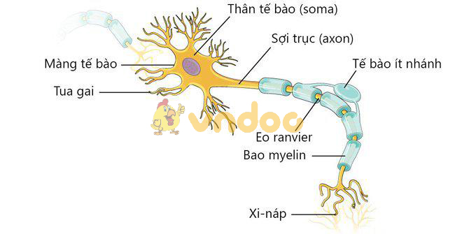 Giới Thiệu Chung Hệ Thần Kinh Lý Thuyết Sinh Học 8 Bài 43 Khoahocvn