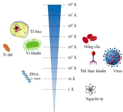 So sánh kích thước của nguyên tử với một số vật thể