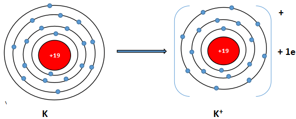 Sơ đồ nguyên tử potassium nhường đi 1 electron vào lớp ngoài cùng