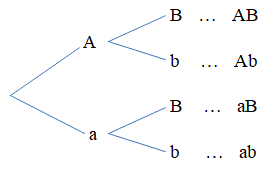 Số loại giao tử của kiểu gen AaBb