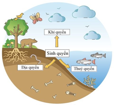 Khái quát về sinh quyển và các khu sinh học - Lý thuyết Khoa học tự nhiên 8  CD