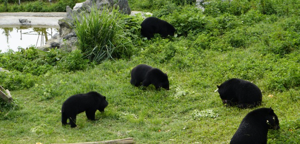 Khu bảo tồn gấu ở Ninh Bình