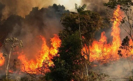 Cháy rừng