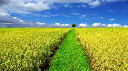 Hệ sinh thái đồng ruộng