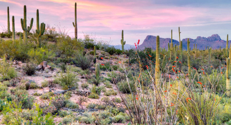 Hệ sinh thái sa mạc