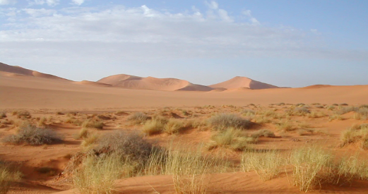 Hệ sinh thái sa mạc