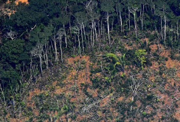 Giảm hệ sinh thái rừng