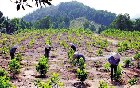 Trồng rừng