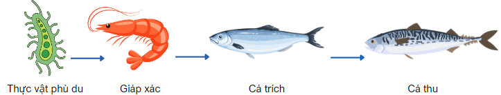 Chuỗi thức ăn dưới nước