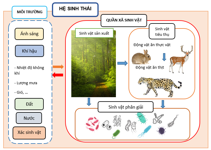 Sơ đồ mối quan hệ giữa các thành phần chủ yếu của hệ sinh thái