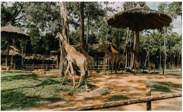 Hươu cao cổ trong khu bảo tồn