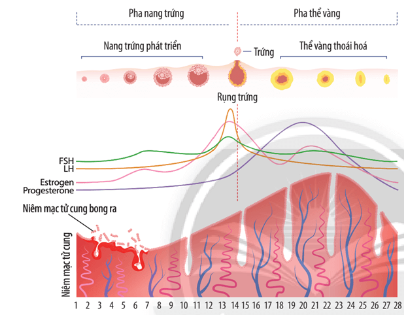 Chu kì kinh nguyệt