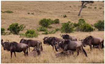 Đàn linh dương đầu bò 