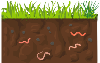 Môi trường trong đất 