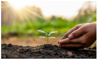 Phục hồi và bảo vệ rừng