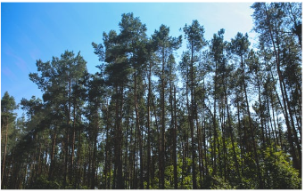 Rừng thông Ba Lan