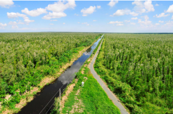 Rừng trầm ở U Minh Hạ, Cà Mau