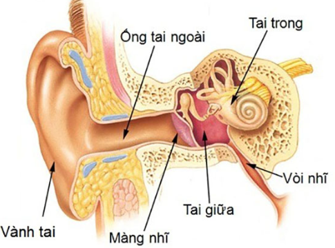 Cấu tạo của tai