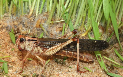 Châu chấu sa mạc