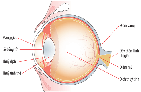 Sơ đồ cấu tạo mắt