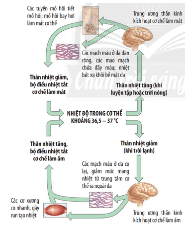 Vai trò của hệ thần kinh trong duy trì thân nhiệt ổn định ở người