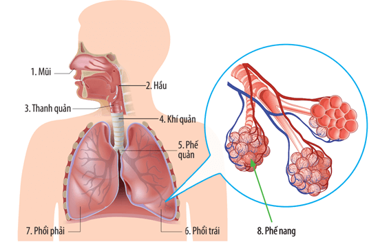 Cấu tạo hệ hô hấp ở người
