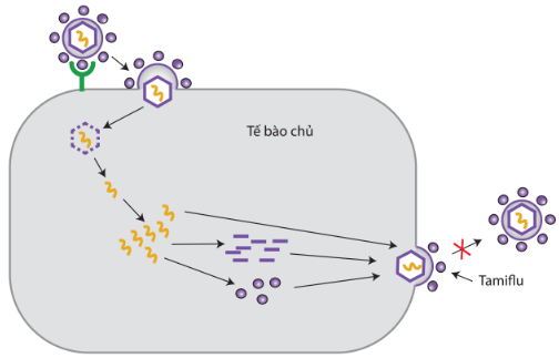 Các giai đoạn nhân lên của virus cúm A và cơ chế hoạt động của thuốc Tamiflu
