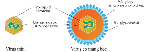 Các thành phần cấu tạo virus