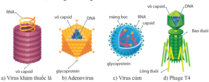 Cấu tạo của một số virus