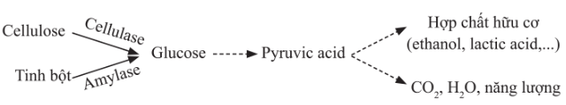 Phân giải polysaccharide ở vi sinh vật