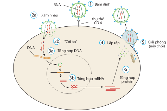 Chu trình nhân lên của HIV trong tế bào lympho T