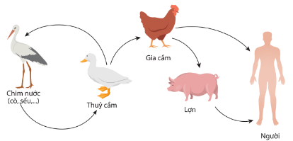 Con đường lây truyền virus cúm A trong tự nhiên và từ động vật sang người