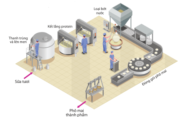 Mô hình các công đoạn sản xuất phô mai trong nhà máy