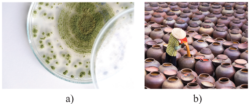 Nấm Aspergillus oryzae (a) trong sản xuất tương bần (b)