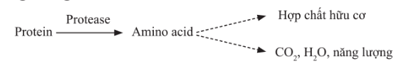 Quá trình phân giải protein ở vi sinh vật