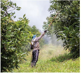 Phun thuốc trừ sâu sinh học cho cây bơ