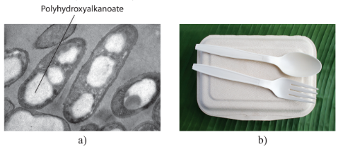Polyhydroxyalkanoate tích lũy trong tế bào vi khuẩn (a) và sản phẩm dùng một lần làm từ các hạt polyhydroxyalkanoate (b)