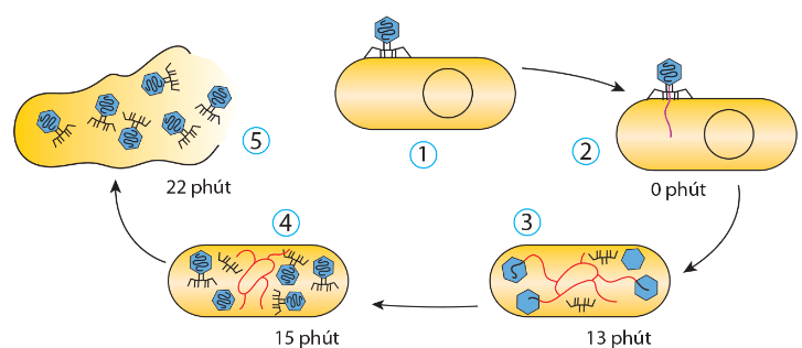 Sơ đồ các giai đoạn trong chu trình nhân lên của phage T4 gây bệnh trên vi khuẩn E.coli