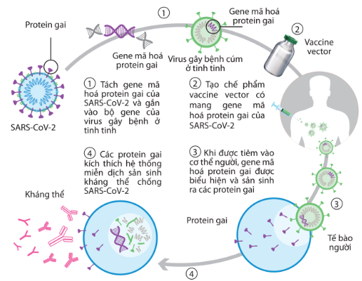 Sơ đồ quy trình sản xuất và ứng dụng vaccine vector phòng SARS-CoV-2