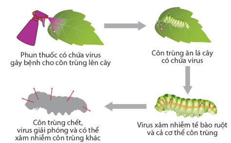Sử dụng chế phẩm virus để tiêu diệt côn trùng gây hại thực vật