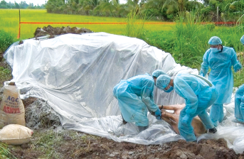 Tiêu hủy động vật bị bệnh