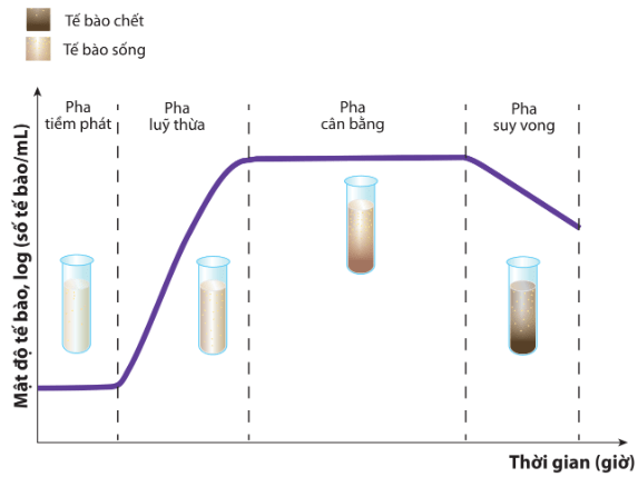 Các pha sinh trưởng của quần thể vi khuẩn