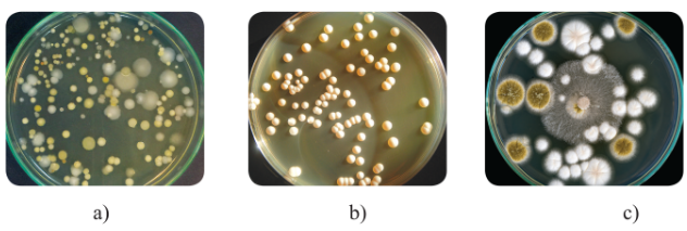 Khuẩn lạc vi sinh vật