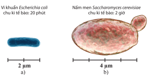 Kích thước và thời gian chu kì tế bào của vi khuẩn (a), nấm men (b)