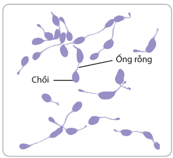 Nảy chồi ở vi khuẩn Rhodomicrobium vannielli