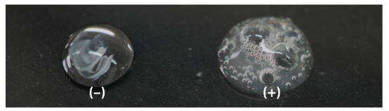 Nhận biết sự có mặt của catalase trong tế bào vi khuẩn bằng nước oxi già: không có (-) và có (+) catalase