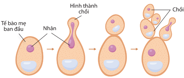 Quá trình nảy chồi ở nấm men Saccharomyces cerevisiae