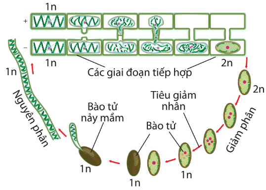 Sinh sản hữu tính bằng bào tử tiếp hợp ở tảo lục (Euglena spirogyra)