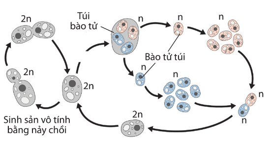 Sinh sản hữu tính bằng bào tử túi ở nấm men rượu (Saccharomyces cerevisiae)